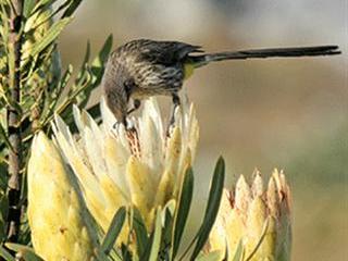 ‘Goliath’ of the fynbos industry