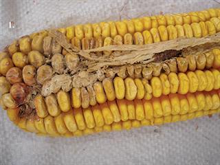 The benefits of Bt maize