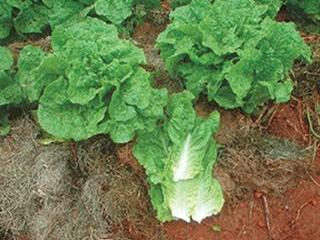 Growing lettuce for the home garden – part 2 Growing lettuce for the home garden – part 2