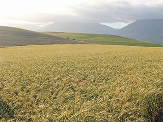 Conservation agriculture: ‘the best way’ for grain farmers Conservation agriculture: ‘the best way’ for grain farmers