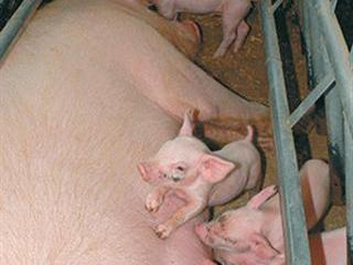 Managing a sow – part 2