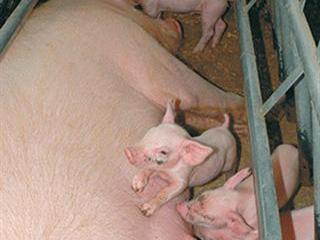 Managing a sow – part 2 Managing a sow – part 2