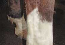 tendonitis in horses