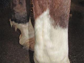 Tendonitis in horses: Causes and treatment
