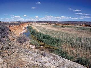 Farmers work to conserve the riverine rabbit