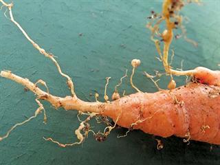 Eelworms love carrots