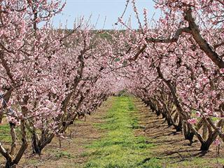 Leading fruit farmer’s orchard renewal