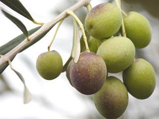 Making SA’s best olive oil