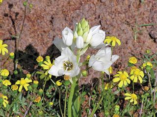 Chinkerinchees flowers are poisonous to horses Chinkerinchees flowers are poisonous to horses