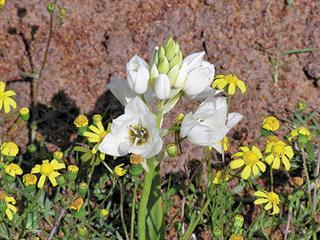 Chinkerinchees flowers are poisonous to horses