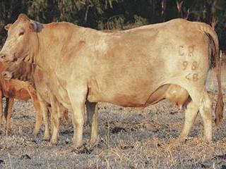 ‘Farming with Tulis is a pleasure’ ‘Farming with Tulis is a pleasure’