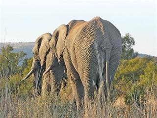 The survival of Africa’s elephants The survival of Africa’s elephants