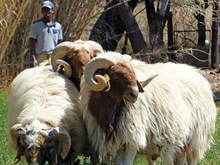 Awassi rams for Free State milk sheep flock