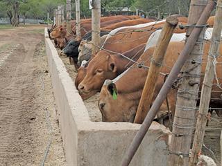 Profiting from a feedlot Profiting from a feedlot