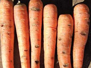Carrot root diseases