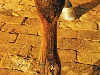 Understanding horse wounds Understanding horse wounds