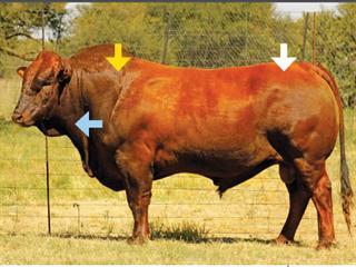 Injecting cattle – part 2 Injecting cattle – part 2