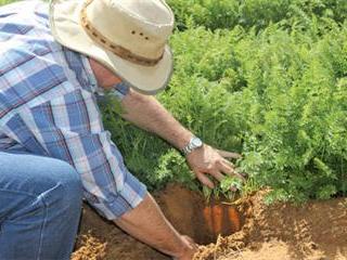 Carrot suppliers success with Woolworths