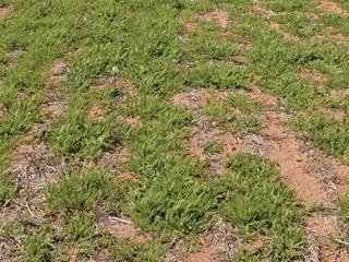Legume breakthrough Legume breakthrough