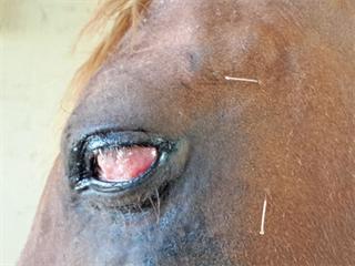 Horses – how to treat sore eyes