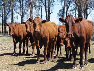 Commercial success for small-scale cattleman