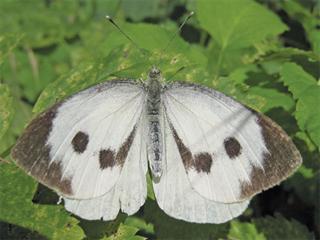 Know your crop pests: White cabbage butterfly