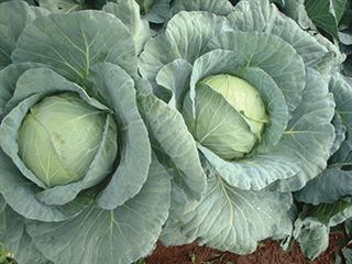 Growing cabbages – 1