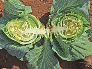 When is the bolting season for vegetables? When is the bolting season for vegetables?