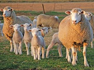 Shepherding her flock to greener pastures
