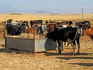 Breeding indigenous Ngunis in the Piketberg Breeding indigenous Ngunis in the Piketberg
