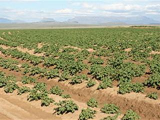Managing successful crop rotations Managing successful crop rotations