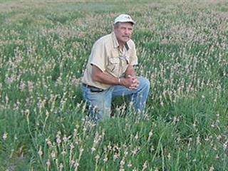 Sainfoin surprises Sainfoin surprises