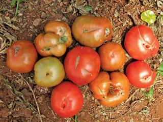 Physiological disorders of tomatoes