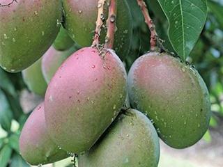 Proven Mango success