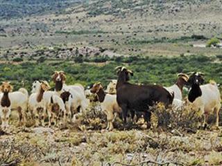 The true value of goats – 1 The true value of goats – 1