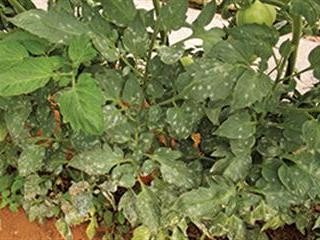 Watch out for powdery mildew Watch out for powdery mildew