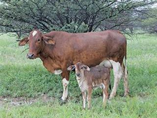 Communal farmer sets his sights higher with Brahman