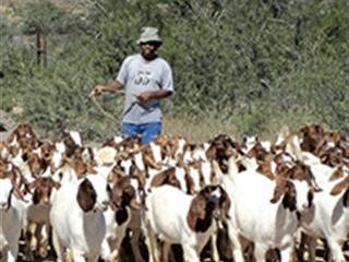 Making a go of goats – 2