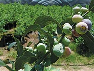 Eastern Cape berry project shows great promise