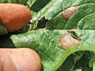 Be pro-active where early blight is a threat Be pro-active where early blight is a threat