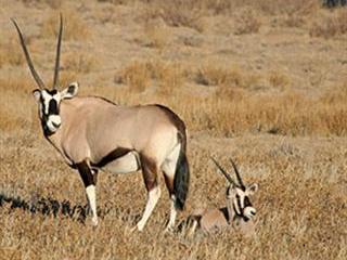 Fresh wind blows in the Kalahari for the Khomani San