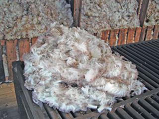 Good wool classing Good wool classing