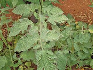 These pests will creep into your crop unseen These pests will creep into your crop unseen