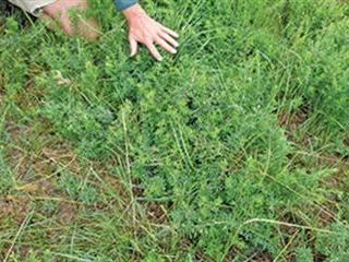 Nitrogen, humus & legumes