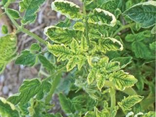 Dealing with tomato curly stunt virus