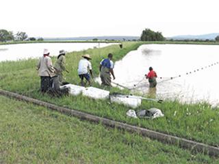 About pond aquaculture About pond aquaculture