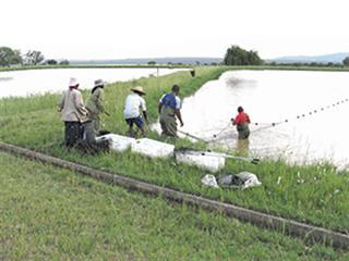 About pond aquaculture