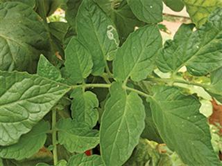 Managing leaf miners in tomato crops