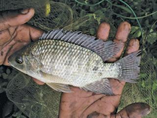 Tilapia industry requires funding