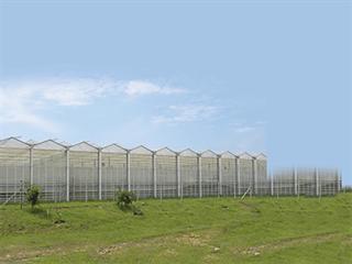 Greenhouse farming at Dube Tradeport AgriZone Greenhouse farming at Dube Tradeport AgriZone